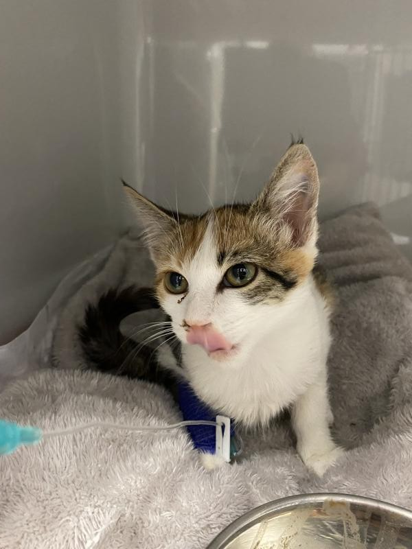 Europäische Hauskatze