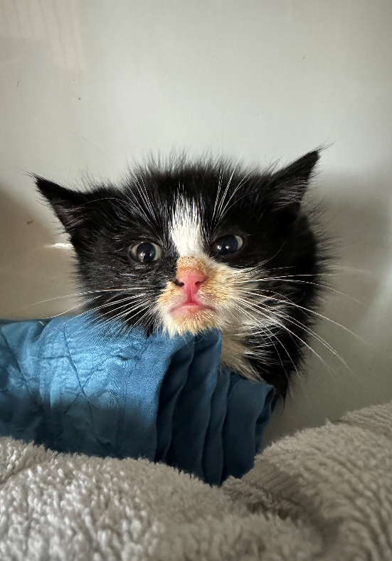 Europäische Hauskatze