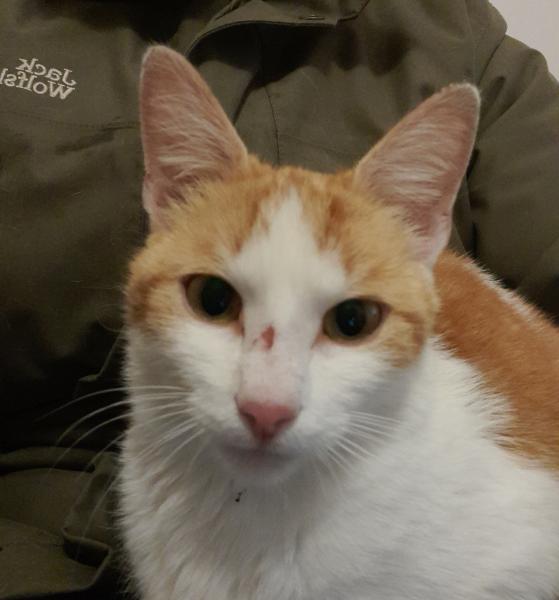 Europäische Hauskatze