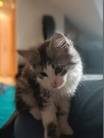 Europäische Hauskatze