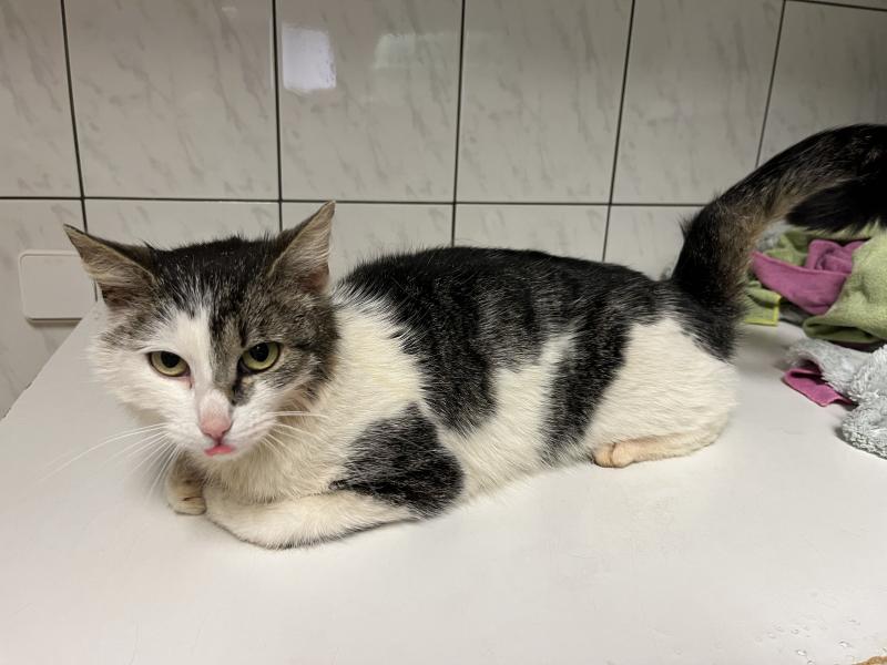 Europäische Hauskatze