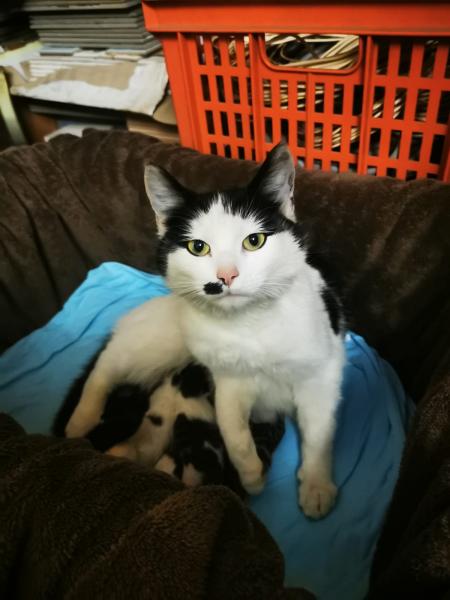 Europäische Hauskatze