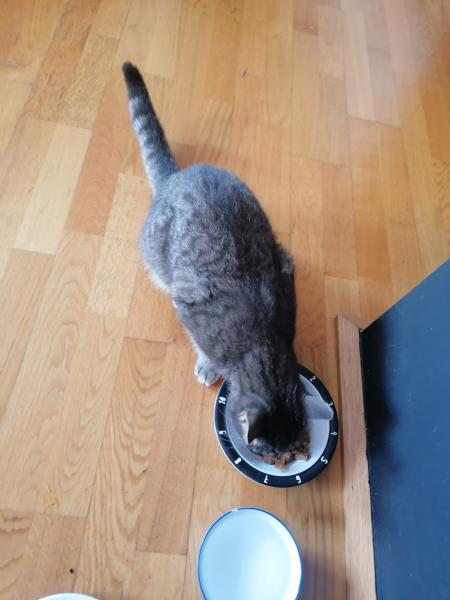 Europäische Hauskatze