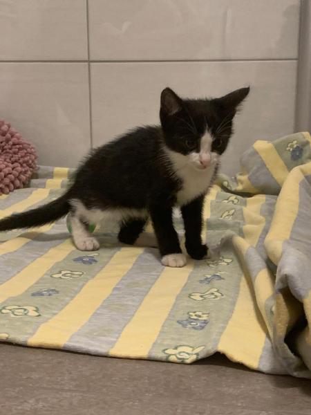 Europäische Hauskatze