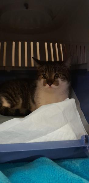 Europäische Hauskatze