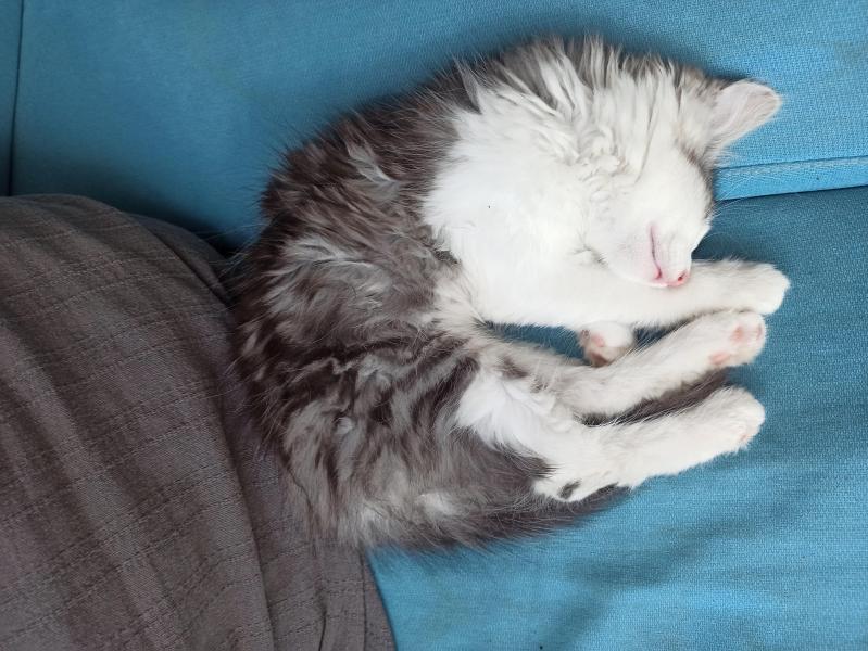 Europäische Hauskatze