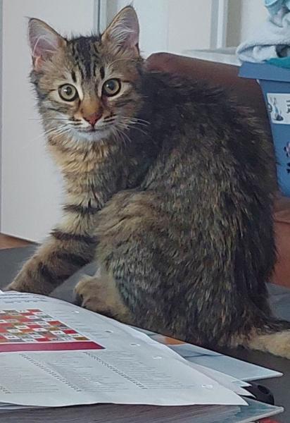 Europäische Hauskatze