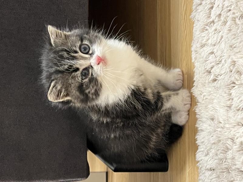 Europäische Hauskatze