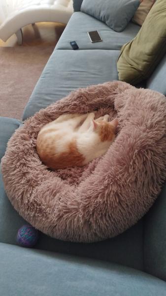 Europäische Hauskatze