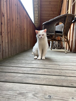 Europäische Hauskatze