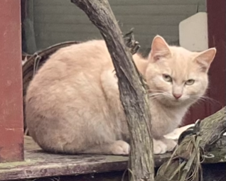 Europäische Hauskatze-Mischling