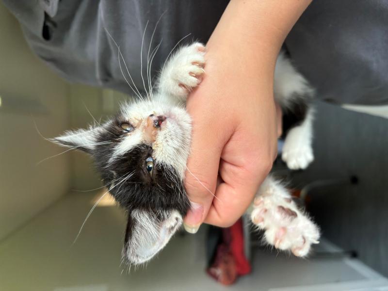 Europäische Hauskatze