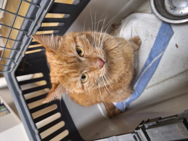 Europäische Hauskatze