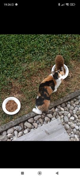 Europäische Hauskatze