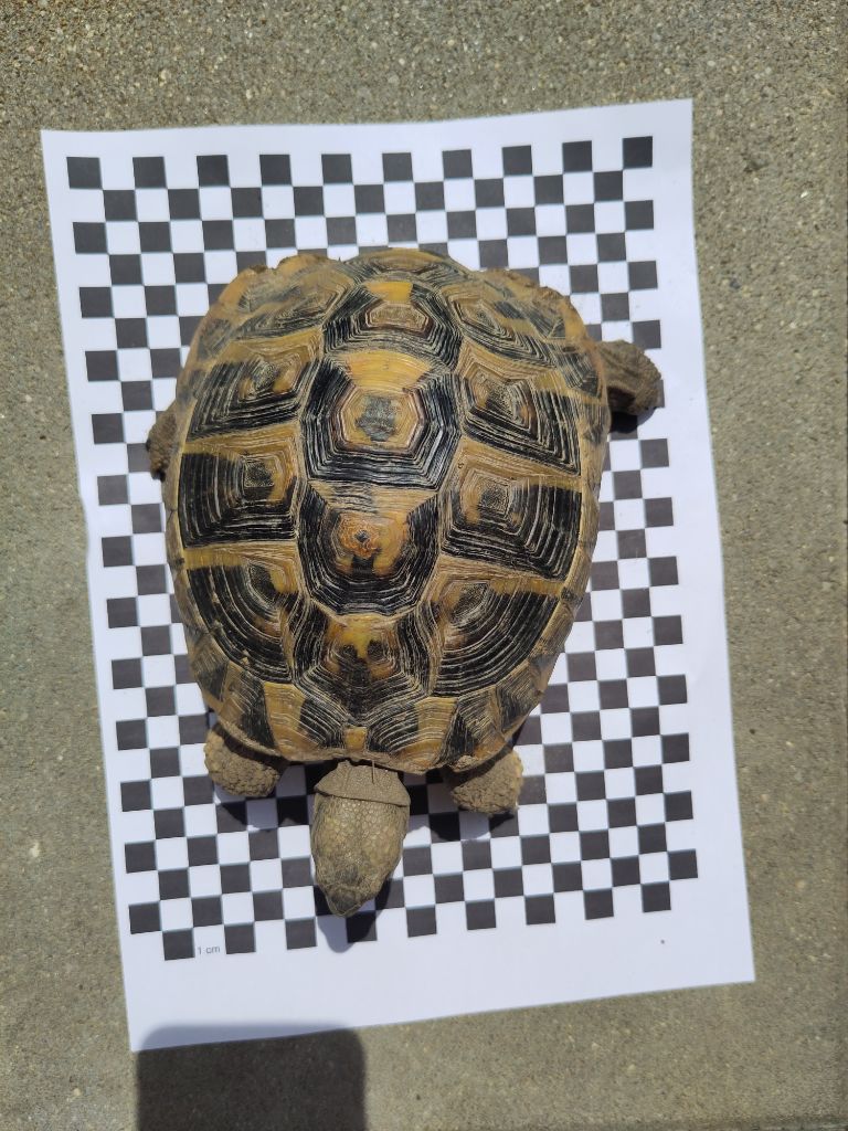 Reptilien/Amphibien
