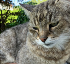 Europäische Hauskatze