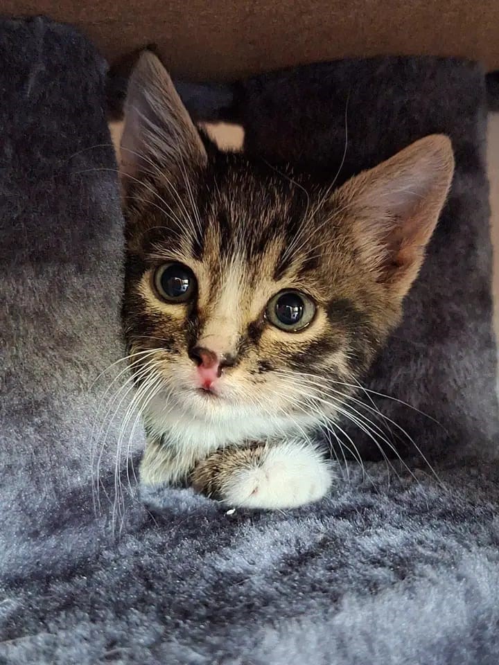 Europäische Hauskatze