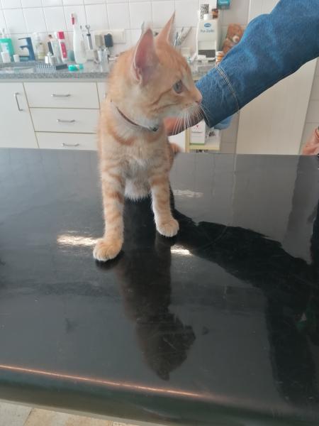 Europäische Hauskatze