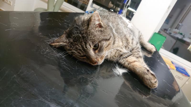 Europäische Hauskatze