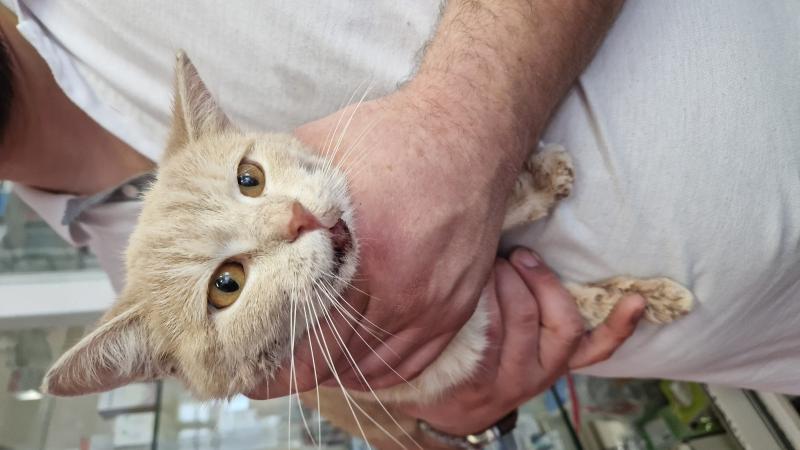 Europäische Hauskatze