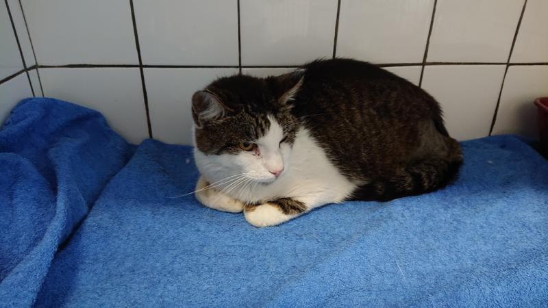 Europäische Hauskatze