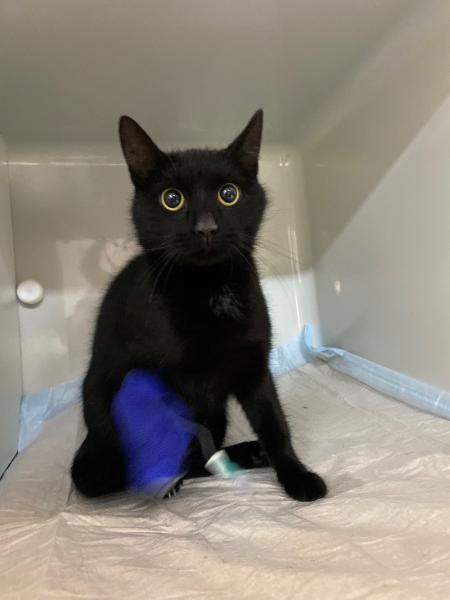 Europäische Hauskatze