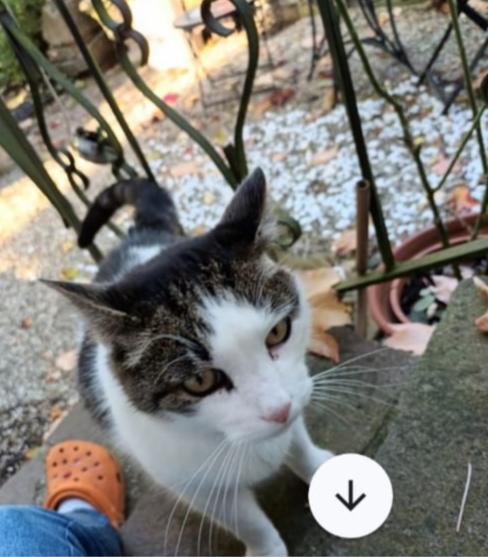 Europäische Hauskatze