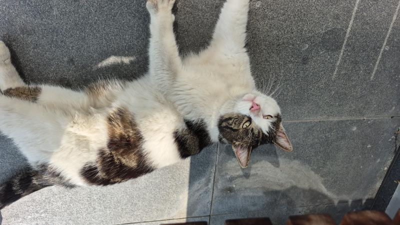 Europäische Hauskatze