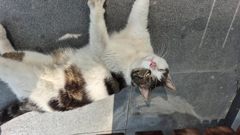 Europäische Hauskatze