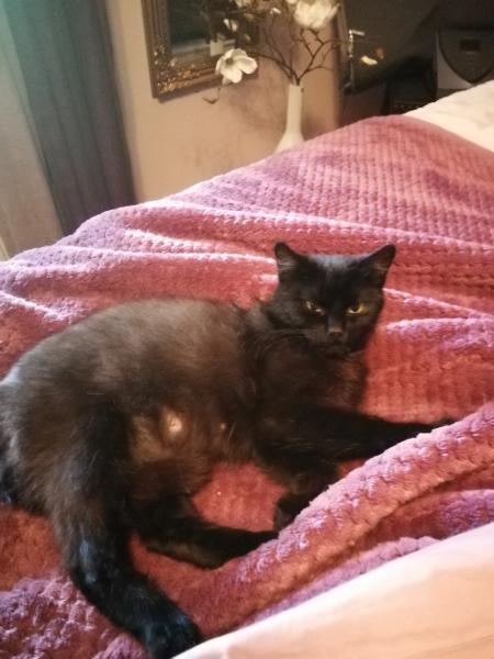 Europäische Hauskatze