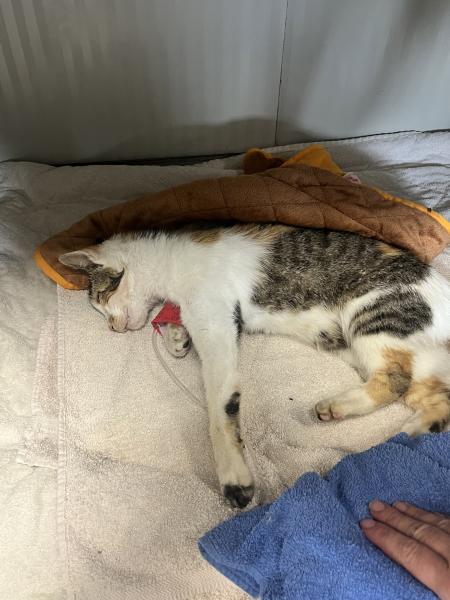 Europäische Hauskatze