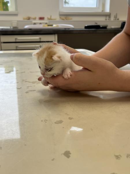 Europäische Hauskatze