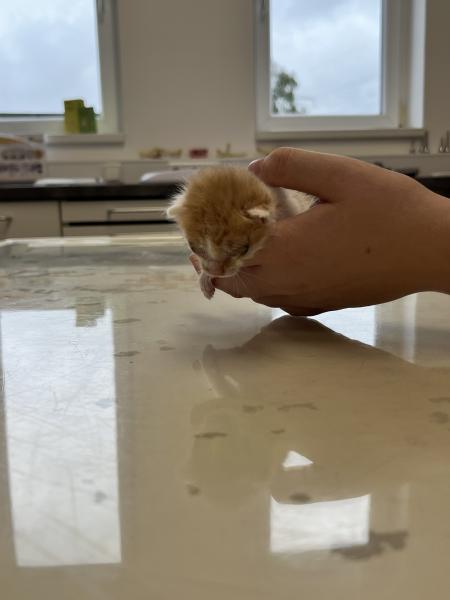 Europäische Hauskatze