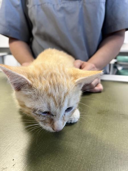 Europäische Hauskatze