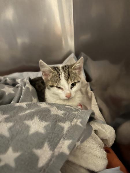 Europäische Hauskatze