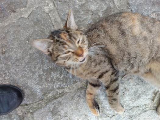 Europäische Hauskatze