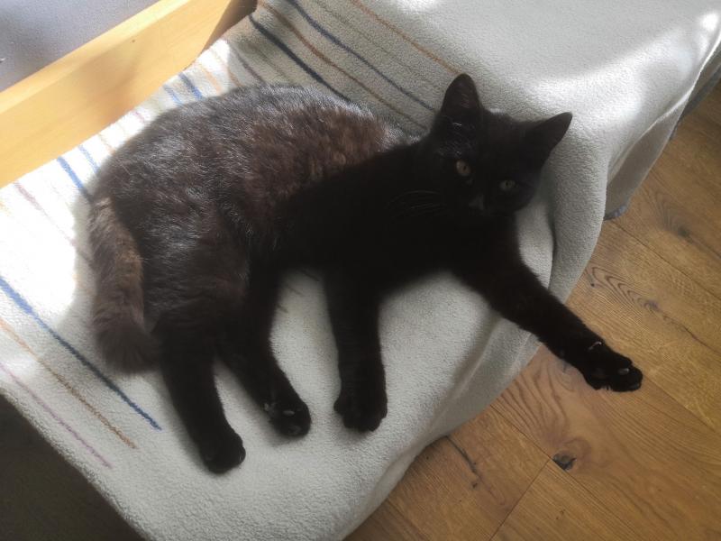 Europäische Hauskatze