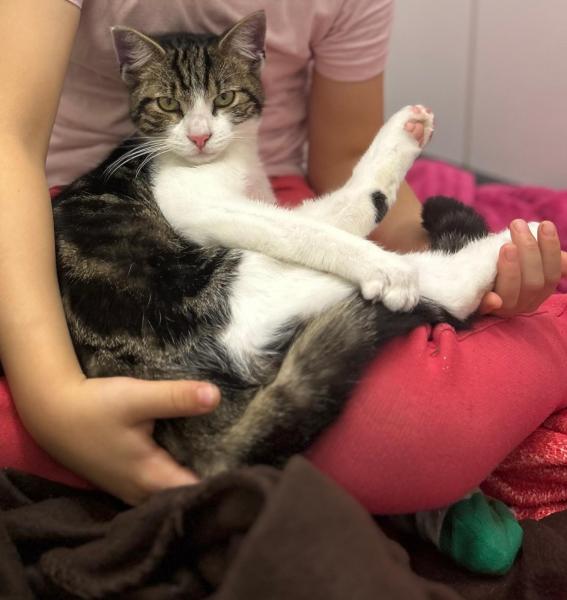 Europäische Hauskatze