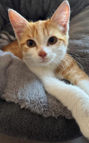 Europäische Hauskatze