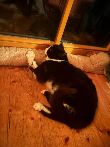 Europäische Hauskatze