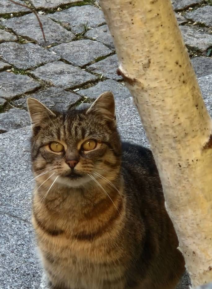 Europäische Hauskatze