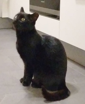 Europäische Hauskatze