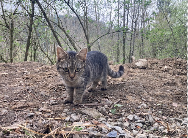 Europäische Hauskatze