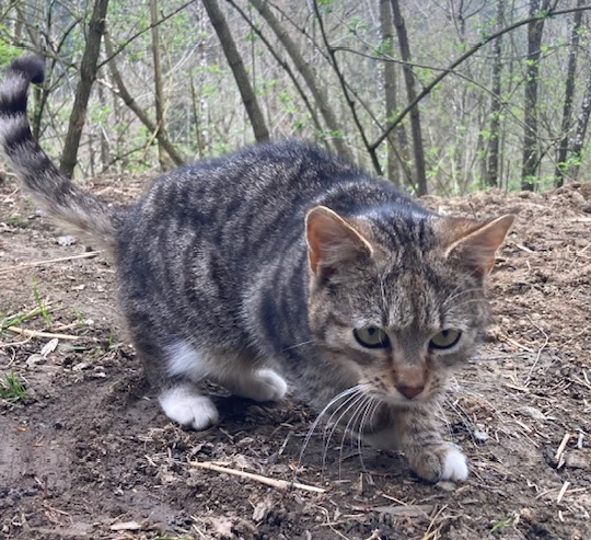 Europäische Hauskatze