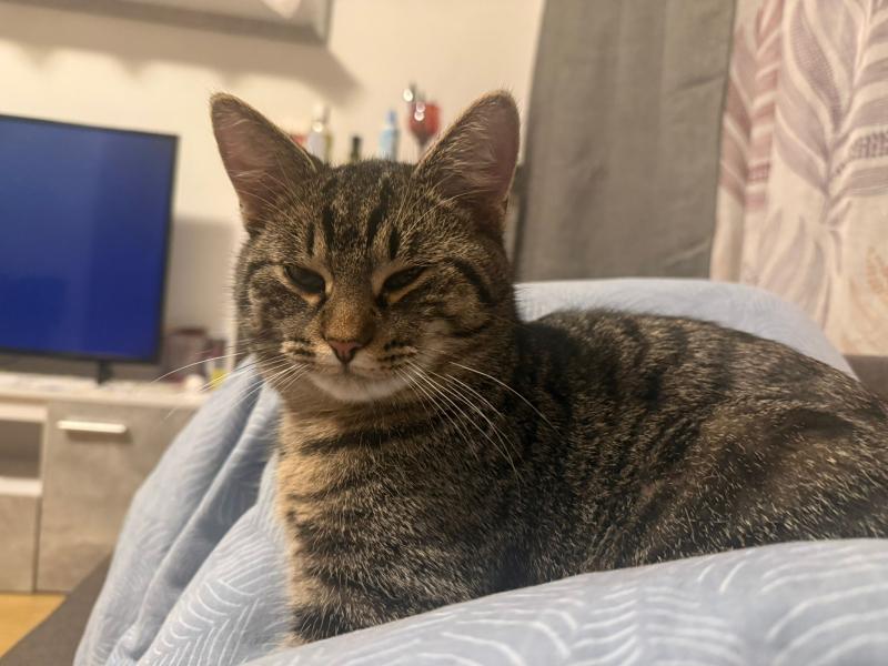 Europäische Hauskatze