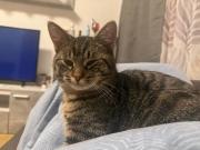 Fundtier Tier-ID 39678