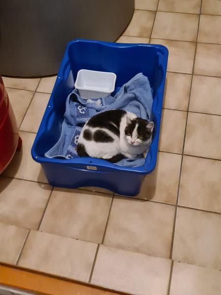 Europäische Hauskatze