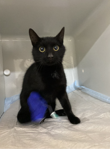 Europäische Hauskatze