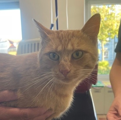 Europäische Hauskatze