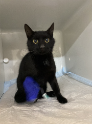 Fundtier Tier-ID 33924